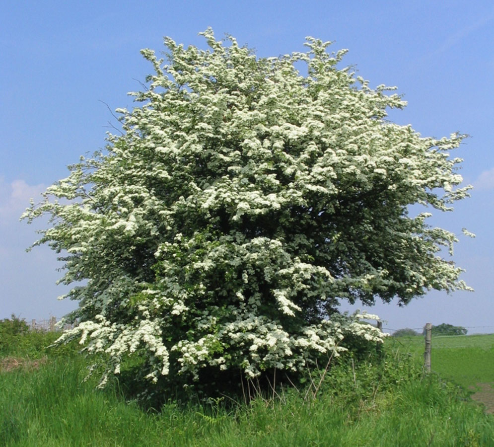 common hawthorn 